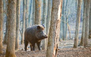 Flash Sécurité : Animaux Sauvages