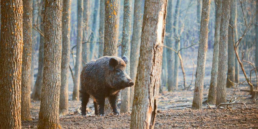 Flash Sécurité : Animaux Sauvages